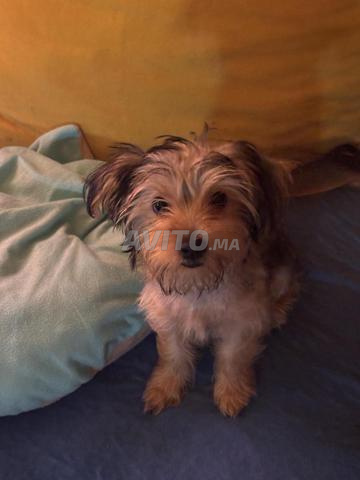 2 chiots Yorkshire Terrier à vendre - 2