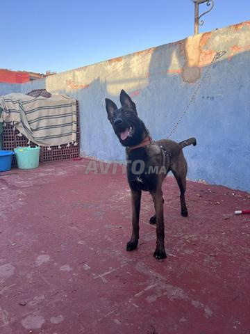 Chien Malinois à prix raisonnable
