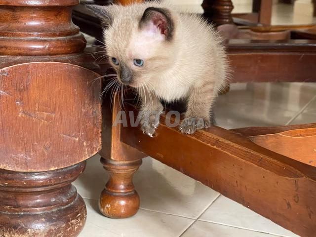 Chatons siamois - 2