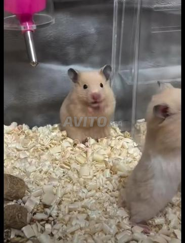 Hamster - 2