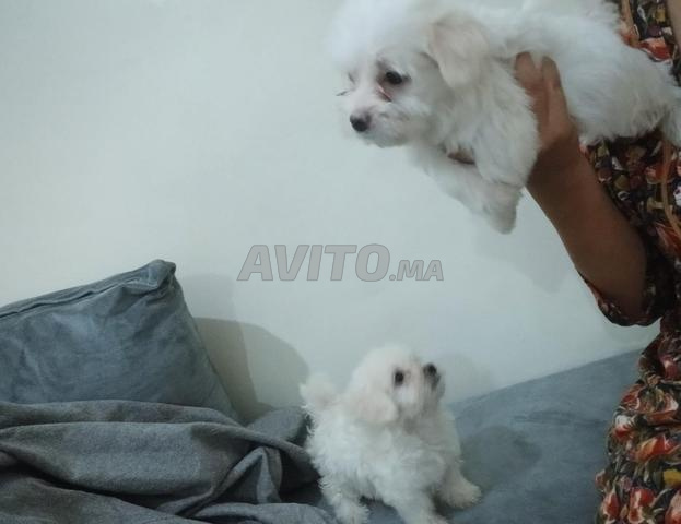 Bichon maltais pure race - 2