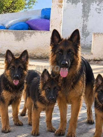 Berger allemand - 2