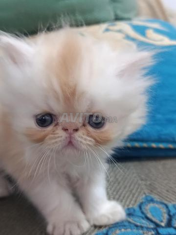 chaton persan race pur - 2