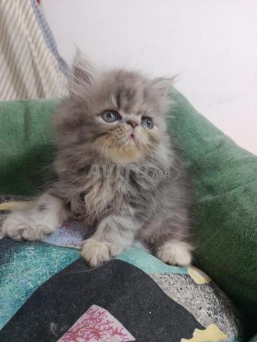 Femelle persan 😽 - 2