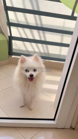 Chien Spitz Pomeranian - 2