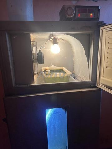 فقاسة جيدة في المحمدية - 2