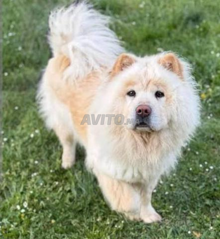 Femelle Chow Chow pure race - 2