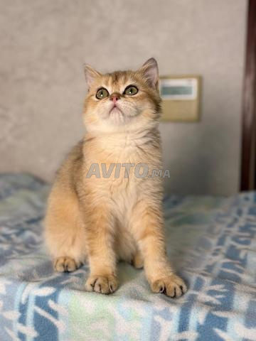 Superbes chatons Scottish Straight et Fold - 2