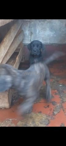 Chiots Cane Corso magnifiques grande taille