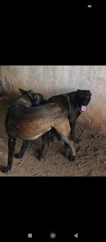 Super chiots Malinois Charboni - 2