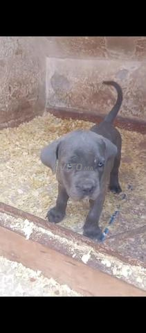 Chiots Cane Corso pure race - 2