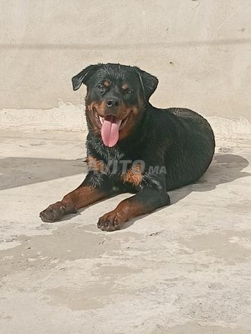 أنثى كلاب روت وايلر للبيع 9 أشهر - 2