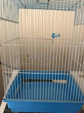 Cage en fer pour oiseaux - 2