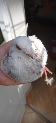 Pigeons Martil - 2
