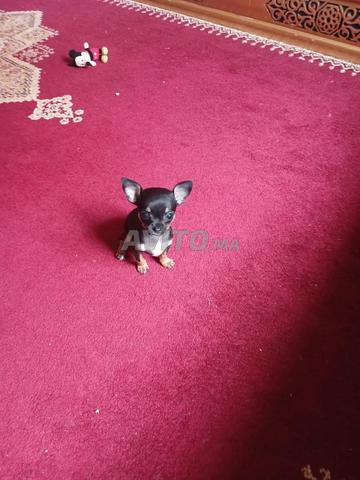 Chihuahua femelle pure race ... carnet vaccination - 2