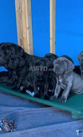Chiots Cane corso haute qualité - 2