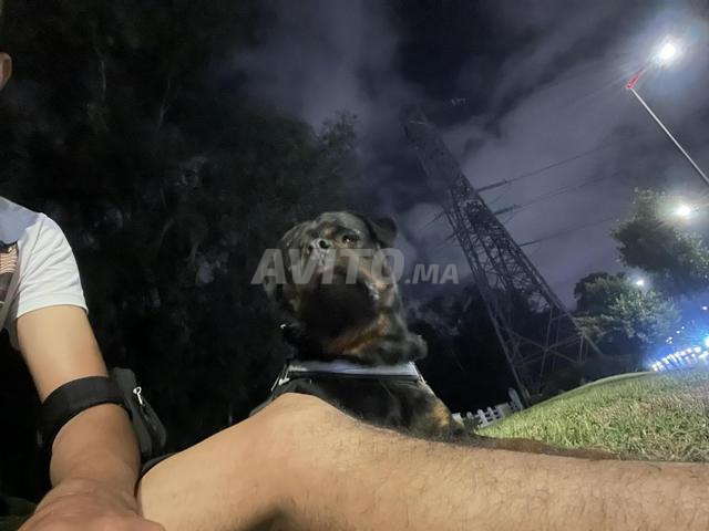 Rottweiler - 2