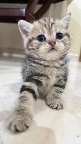 British shorthair & Scottish fold - 2