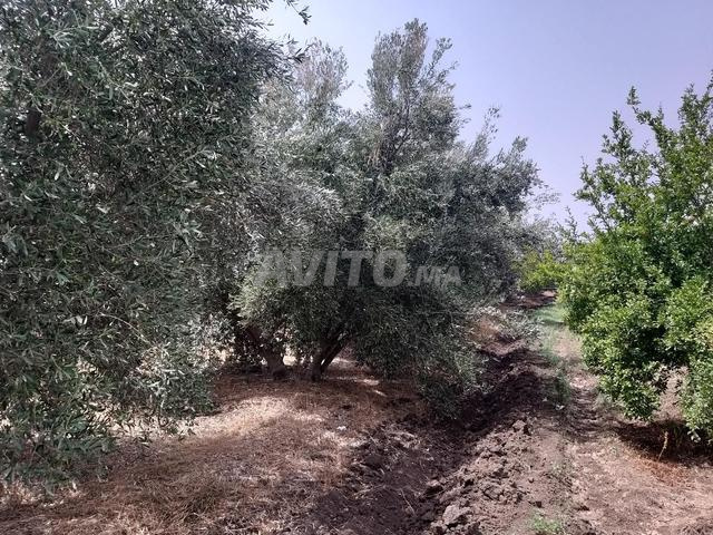 غلة زيتون للبيع في زيرارة سيدي قاسم نهضة