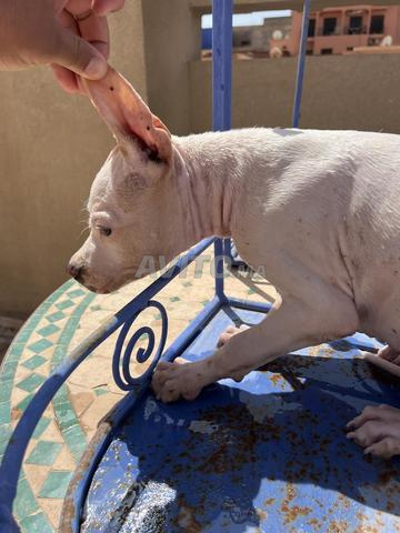 Chien Argentin - 2