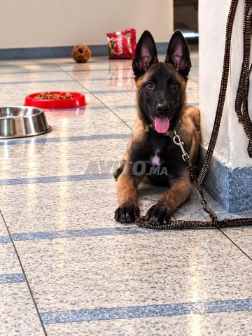 Chiots malinois Mal pure race et très actif - 2