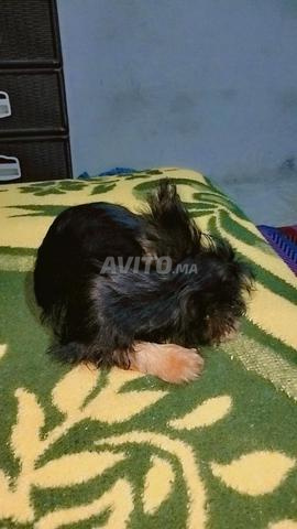 Petite chienne Yorkshire Terrier à vendre - 2000 MAD - 2