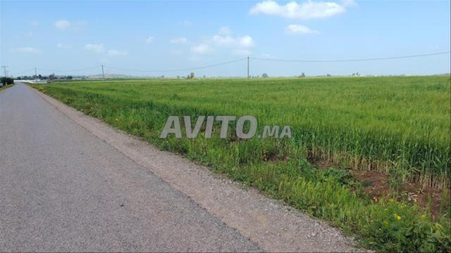 VENTE DE TERRAINS & FERMES TITRÉS À TNINE CHTOUKA - 2