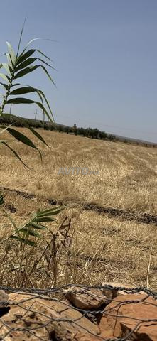 Terrain à vendre 4 hectares à El Hajeb Ait Naman - 2