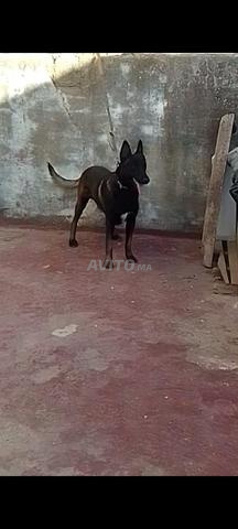مالينوا شاربونيه - 2