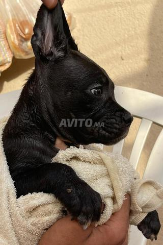 Cane corso Top - 2
