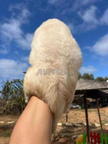 Des chiots golden retriever adorables - 2