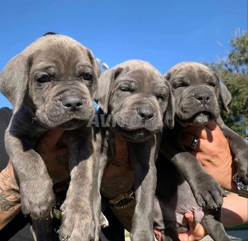 magnifique portée de cane Corso pedgree