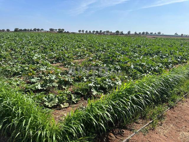 ferme 11 hectare Azemmour Ouled Rahmoune AFFAIRE - 2