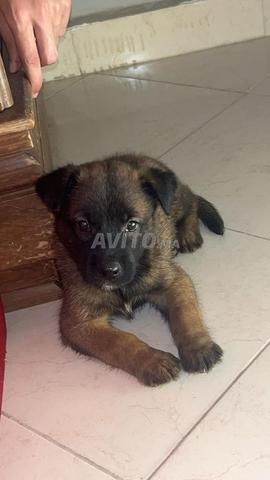 Malinois Charbonné - 2