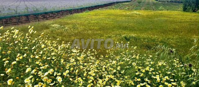 6 hectares et demi agricoles à vendre Meknès El Had Kaddour - 2