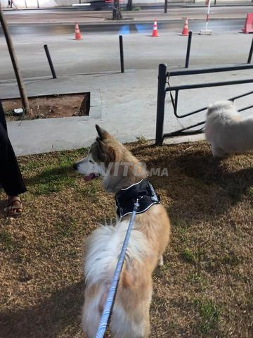 Husky à vendre à Ben Msik Casablanca - 2