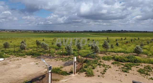 أرض فلاحية للبيع محفظة و مسيجة و مغروسة - 2