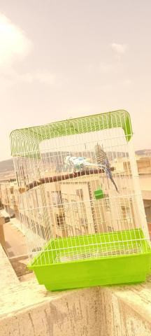 فاس زواغة - 2