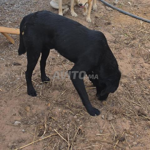 Labrador retriever Noir