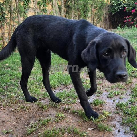 Labrador retriever Noir
