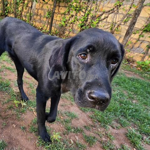 Labrador retriever Noir
