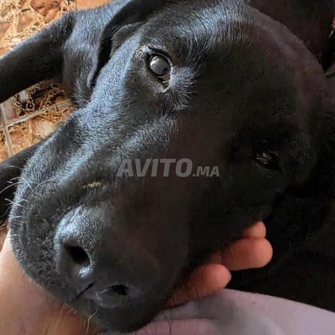 Labrador retriever Noir