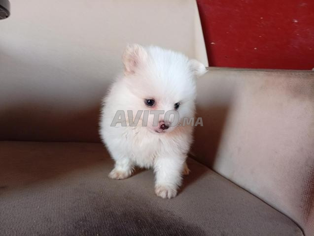 Chiot Spitz Pomeranian - 2