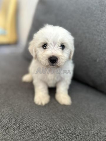 Bichon Maltais - 2