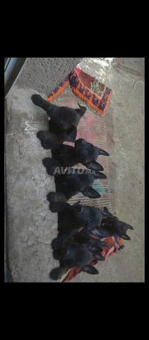 Super chiots Malinois Charboni à vendre - 2