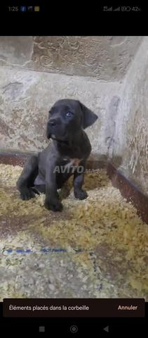 Femelle Cane Corso pure race - 2