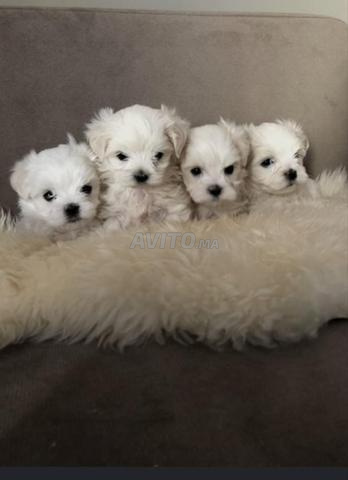 Chiots Bichon Maltais Nain - 2