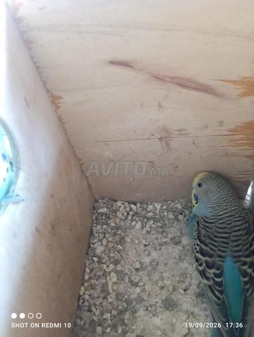 زوج ببغاوات مع قفص - 2
