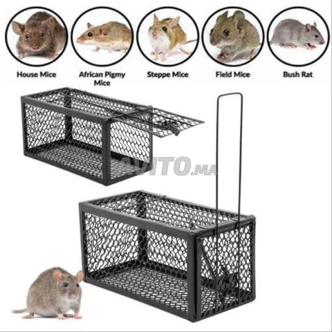 Épargnez-vous des souris - 2