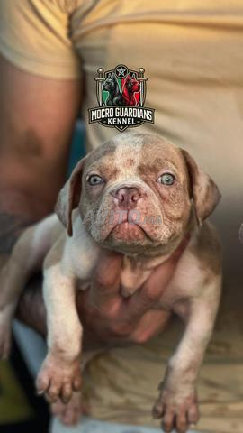 Micro American Bully